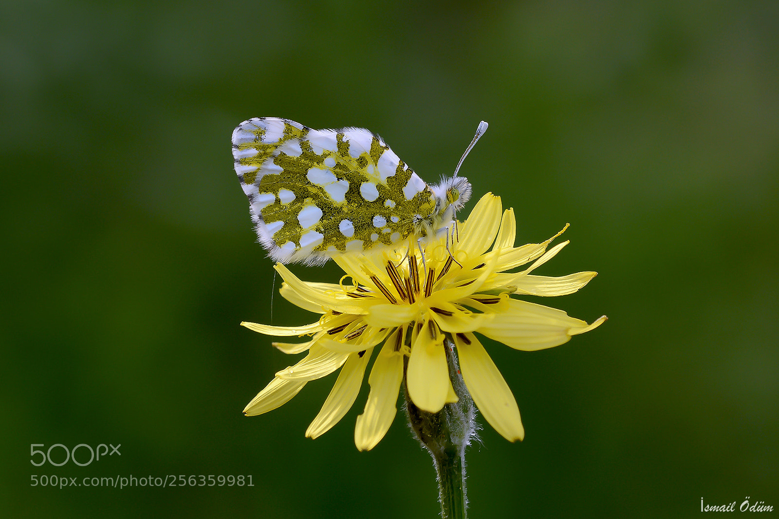 Nikon D7100 sample photo. Butterfly photography