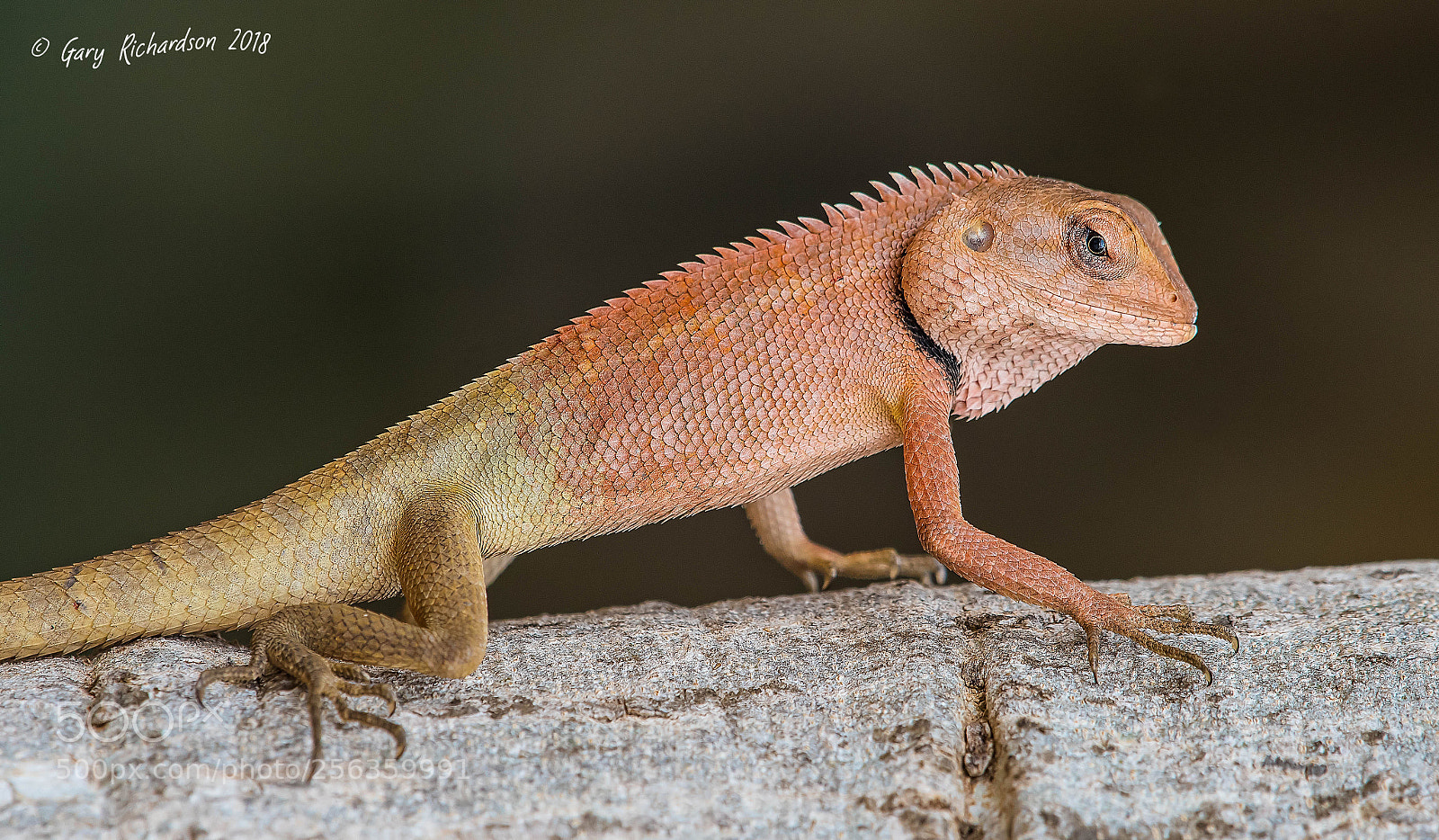 Nikon D500 sample photo. Oriental garden lizard pak photography