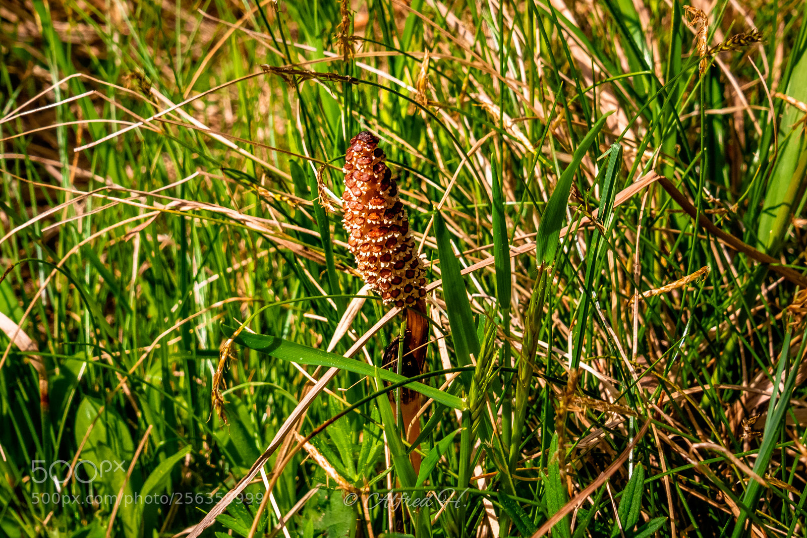 Panasonic DMC-G81 sample photo. Ackerschachtelhalm photography