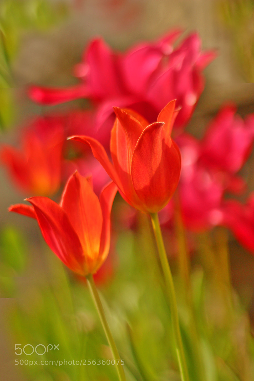 Canon EOS 100D (EOS Rebel SL1 / EOS Kiss X7) sample photo. Spring tulips photography