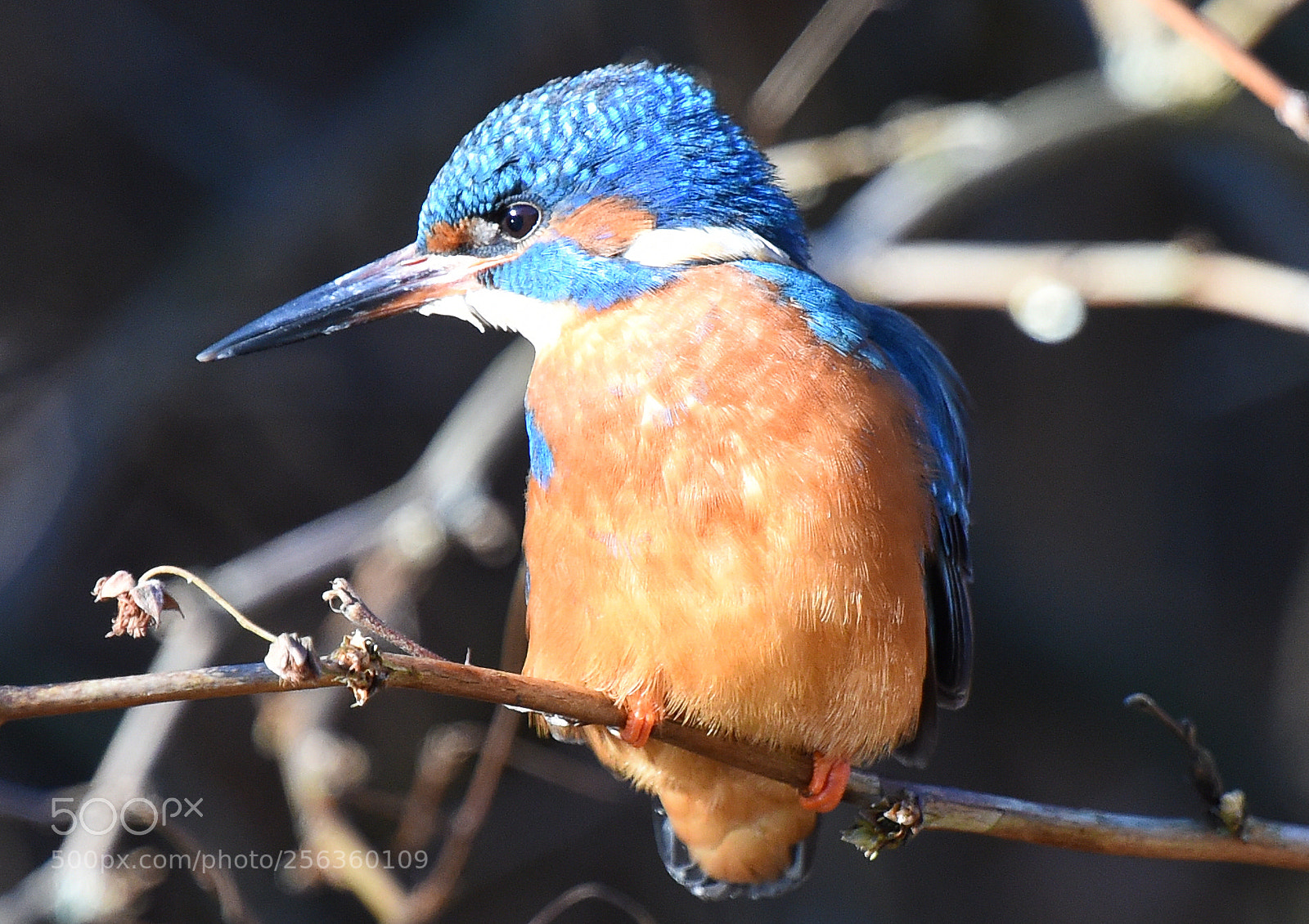 Nikon D4S sample photo. Kingfisher photography