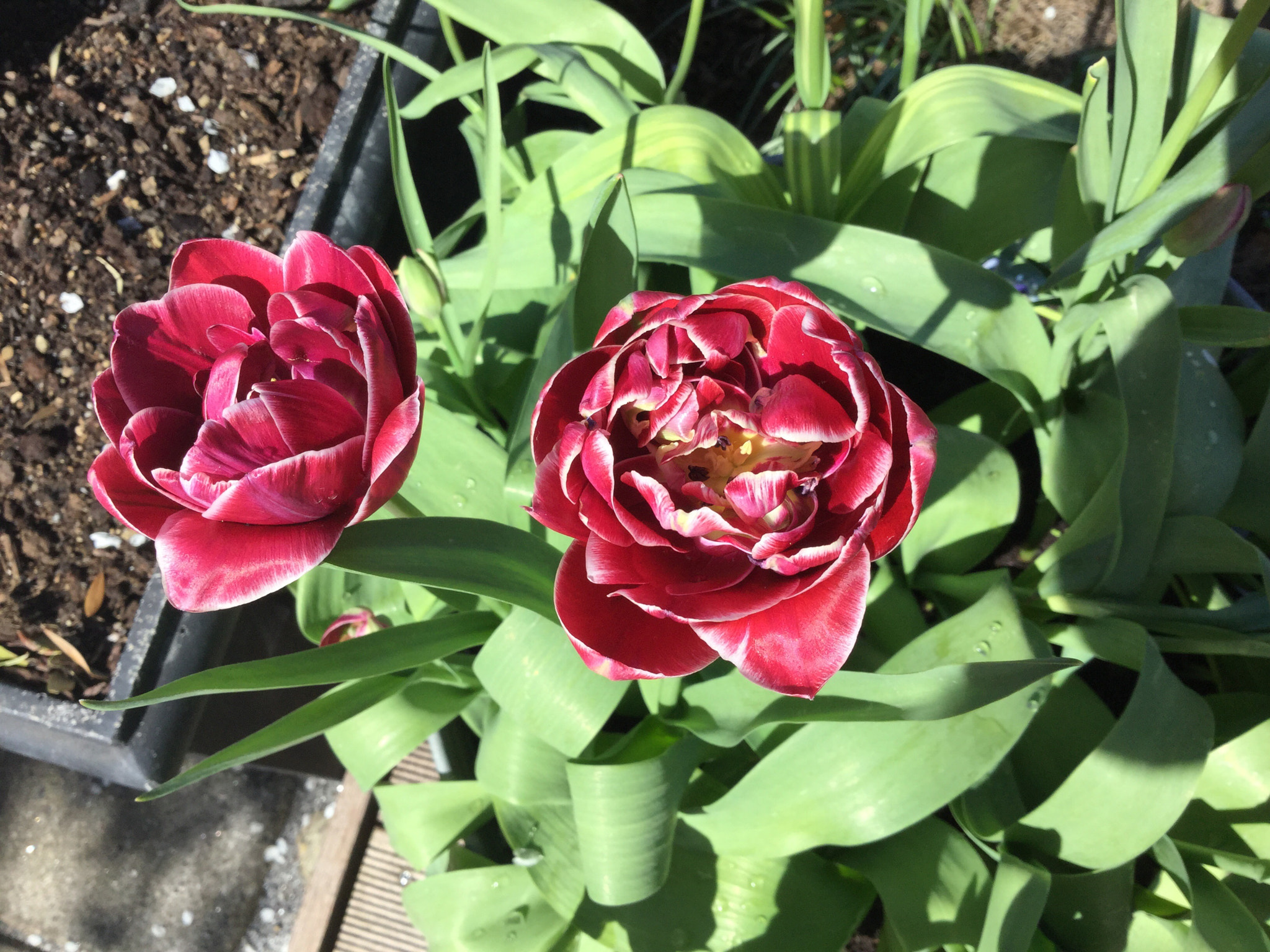 Apple iPad Air 2 sample photo