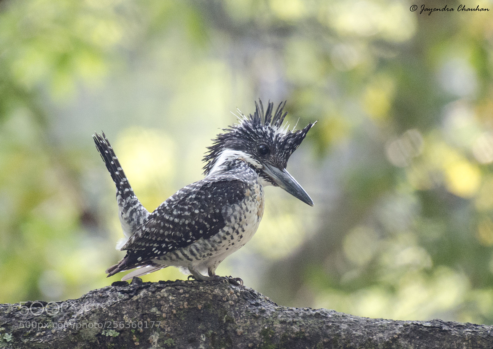 Nikon D5100 sample photo. Crested kingfisher photography