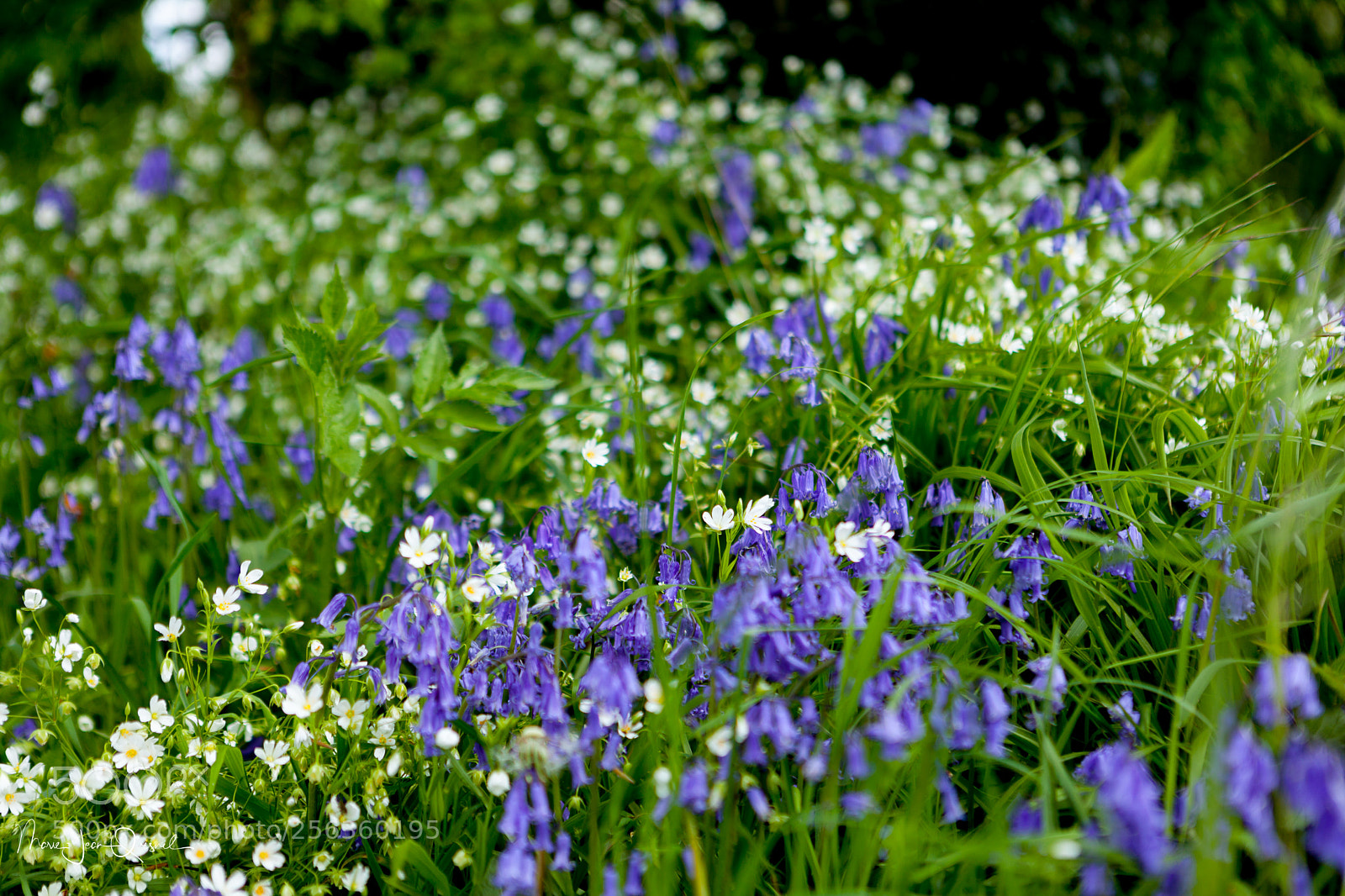 Canon EOS 5D Mark II sample photo. Jacinthes et fleurs sauvages photography