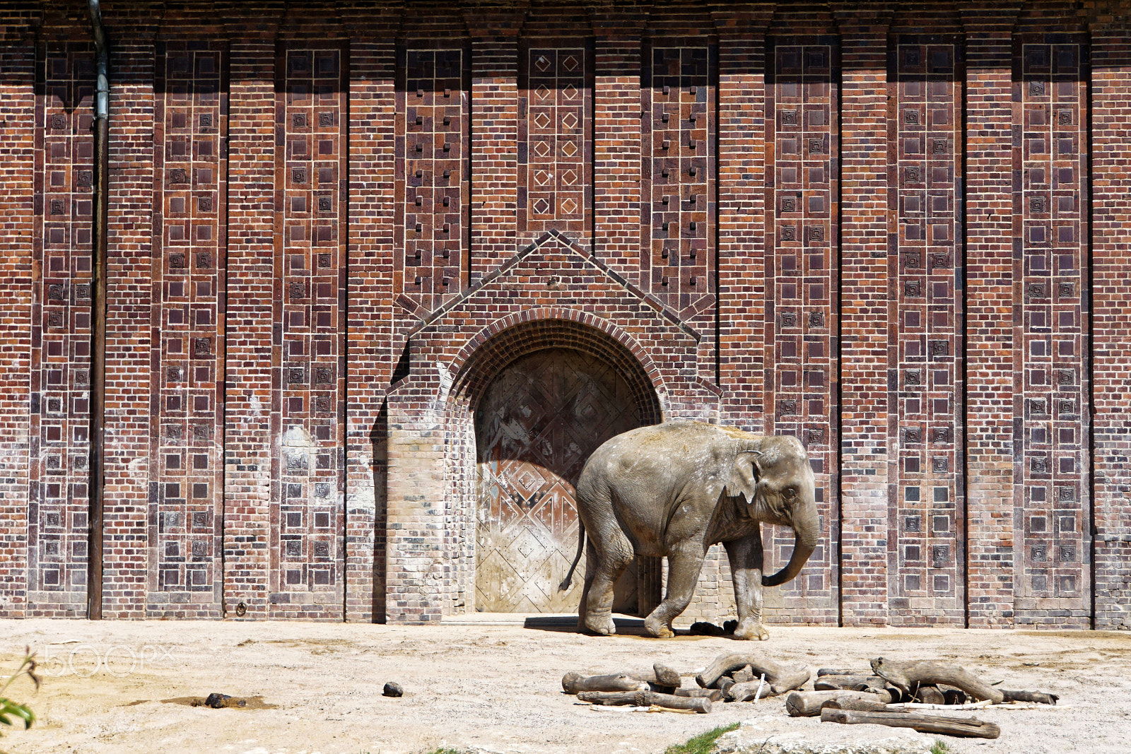 Sony a6000 + Sony E 18-55mm F3.5-5.6 OSS sample photo. Elephant in the zoo of leipzig photography