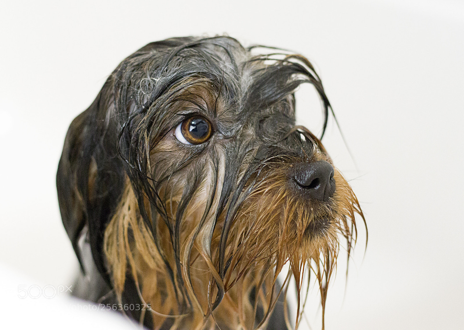 Canon EOS 80D sample photo. Bath time... photography