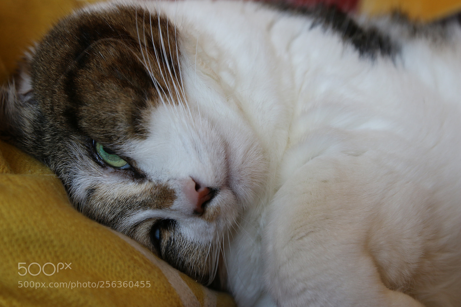Canon EOS 70D sample photo. Chatte renversante! photography