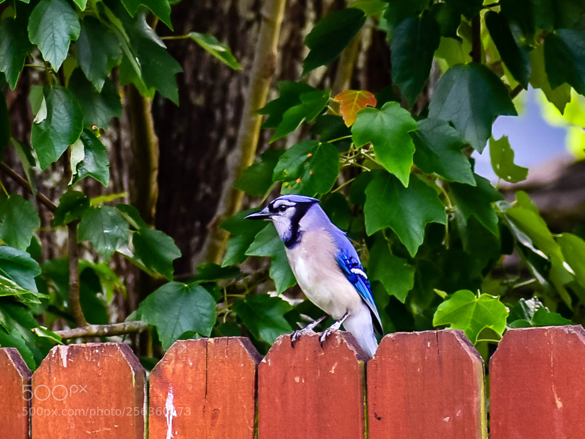 Nikon D7200 sample photo. Blue jay photography