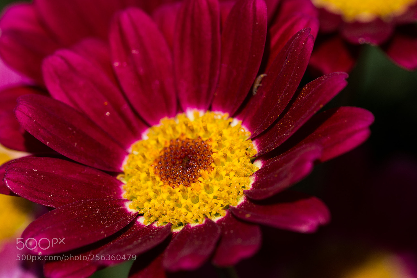Nikon D7100 sample photo. Flower photography
