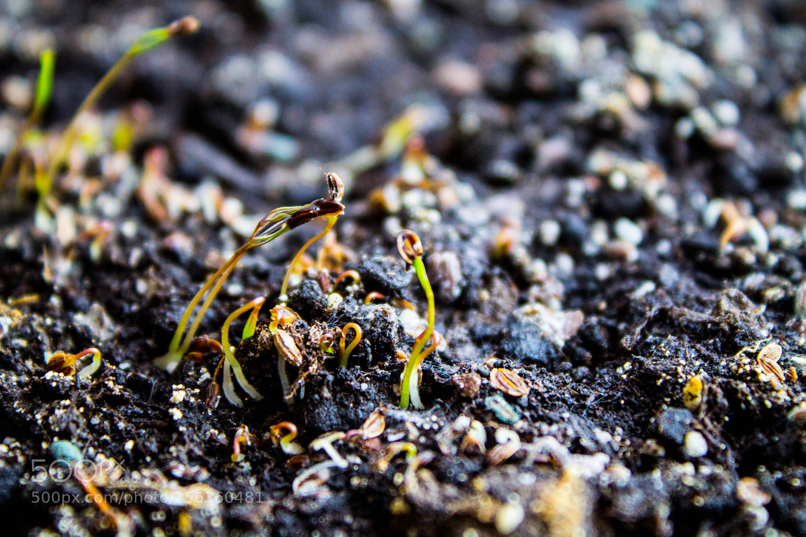 Canon EOS 1100D (EOS Rebel T3 / EOS Kiss X50) sample photo. Sprouts germination photography