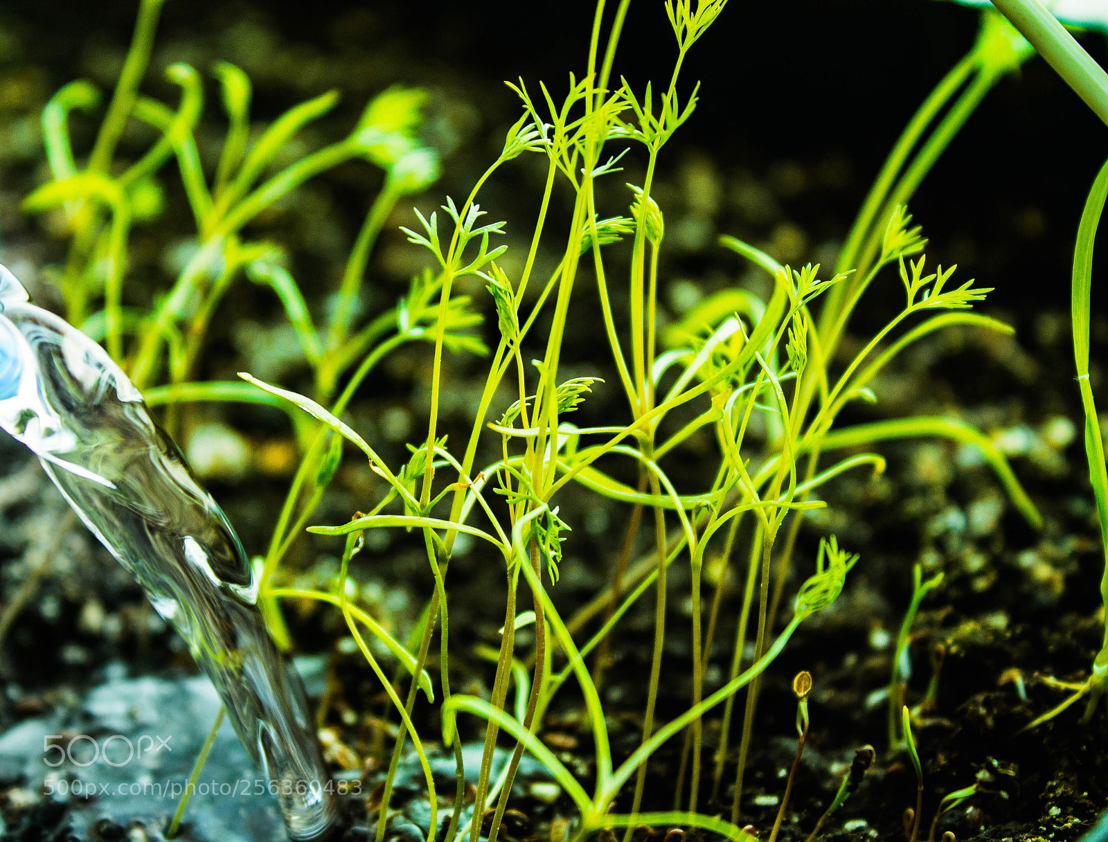 Canon EOS 1100D (EOS Rebel T3 / EOS Kiss X50) sample photo. Sprouts germination photography