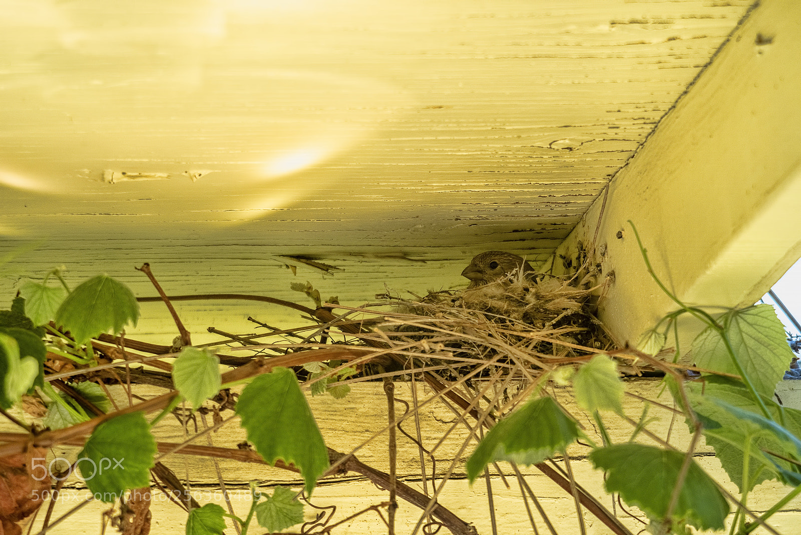 Pentax K-1 sample photo. Nesting house finch photography