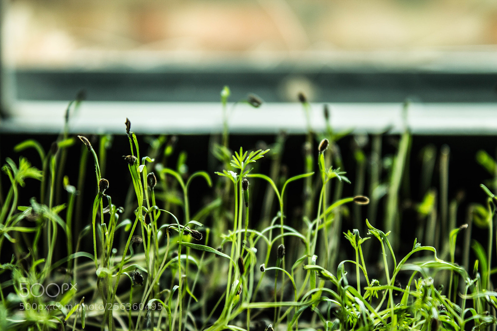 Canon EOS 1100D (EOS Rebel T3 / EOS Kiss X50) sample photo. Sprouts germination photography