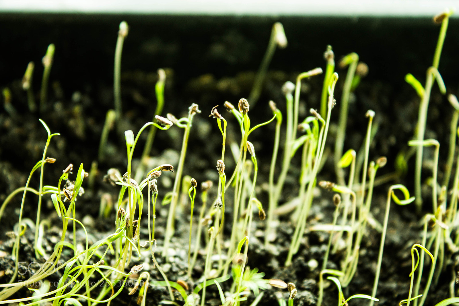 Canon EOS 1100D (EOS Rebel T3 / EOS Kiss X50) sample photo. Sprouts germination photography