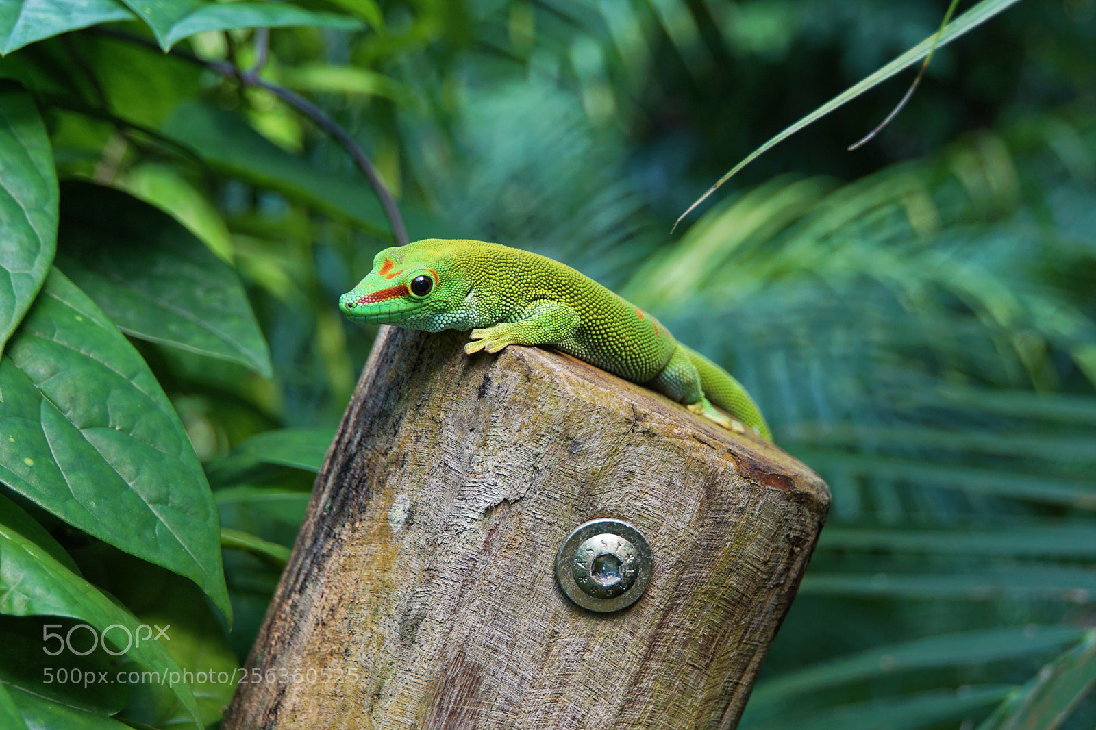 Sony a6000 sample photo. Saurian in the zoo photography