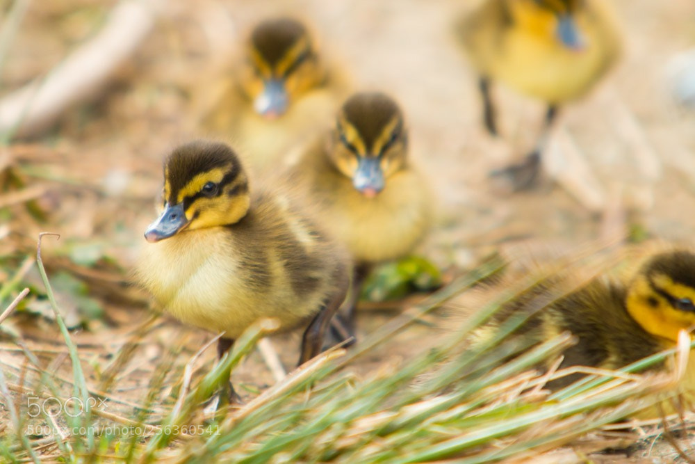 Canon EOS 70D sample photo. I'm quackers  photography