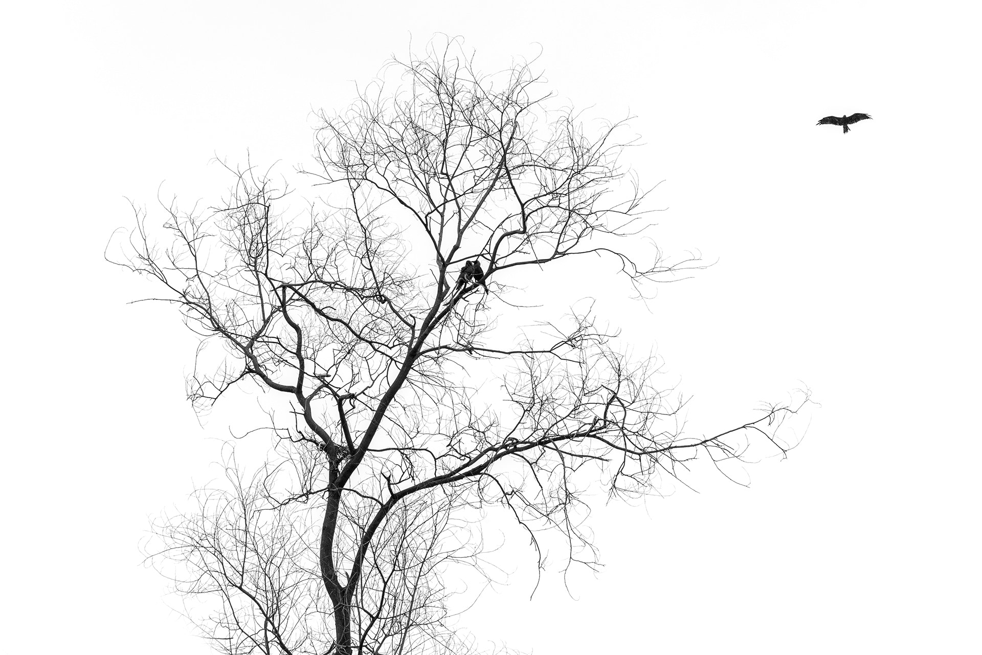 Leica M-Monochrom sample photo. "love birds" photography