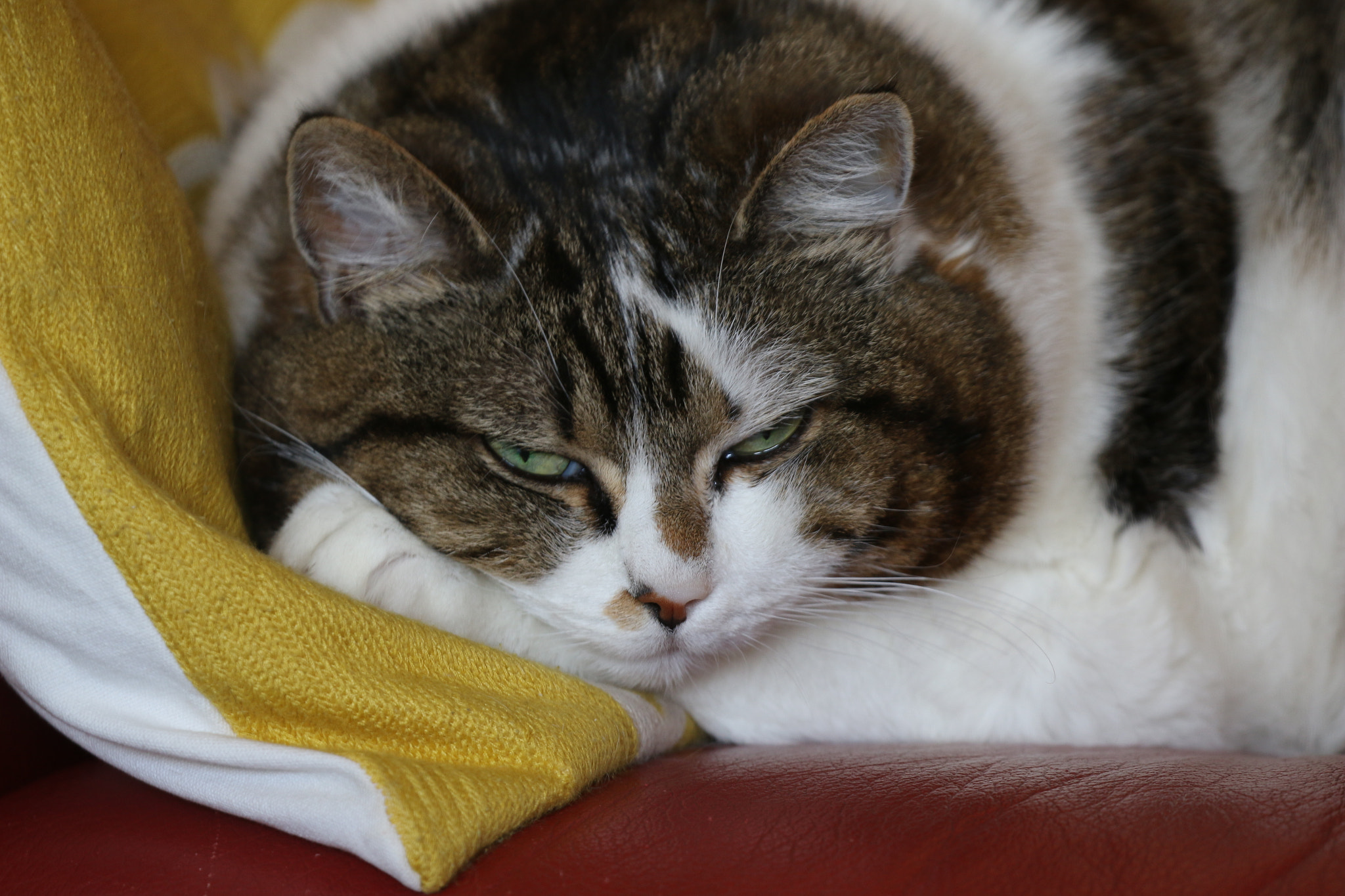 Canon EOS 70D sample photo. Chatte au repos! photography