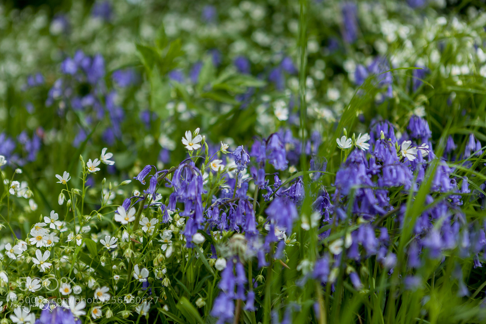 Canon EOS 5D Mark II sample photo. Jacinthes et fleurs sauvages photography