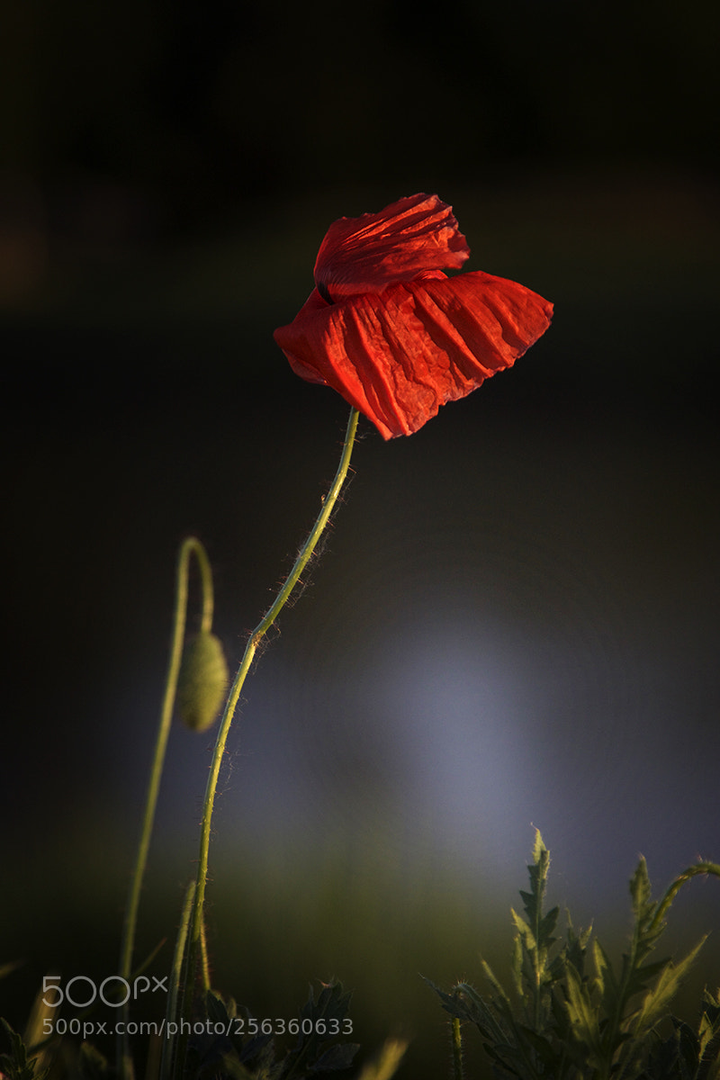 Canon EOS 7D Mark II sample photo. Rising photography