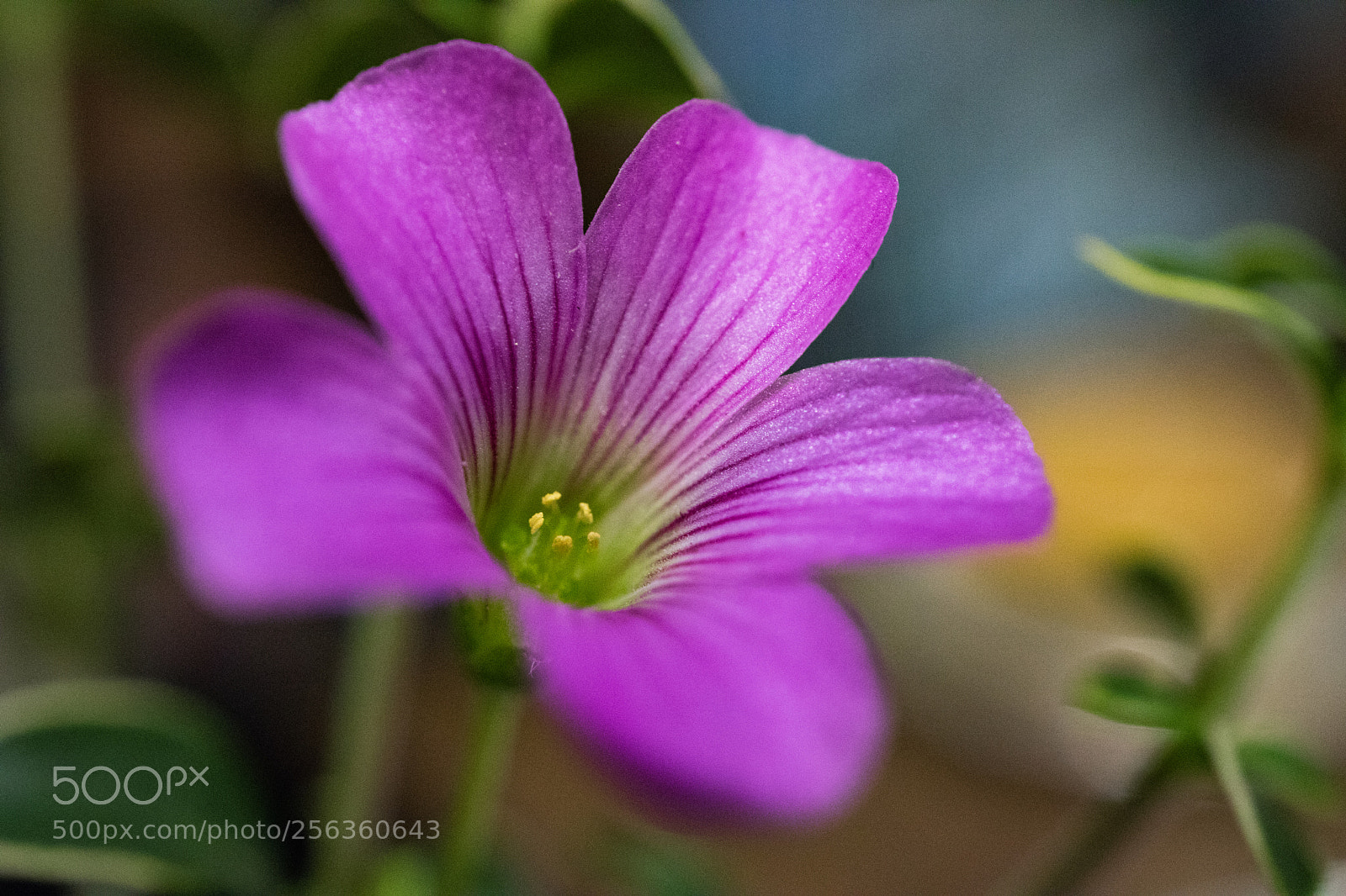 Canon EOS M3 sample photo. Purple photography