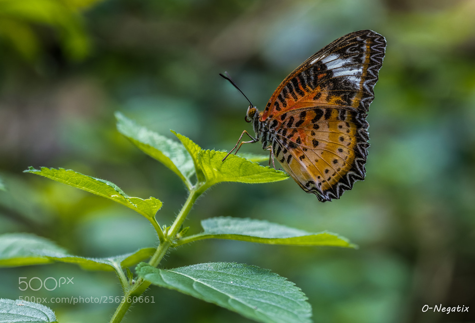 Nikon D850 sample photo. Butterfly photography