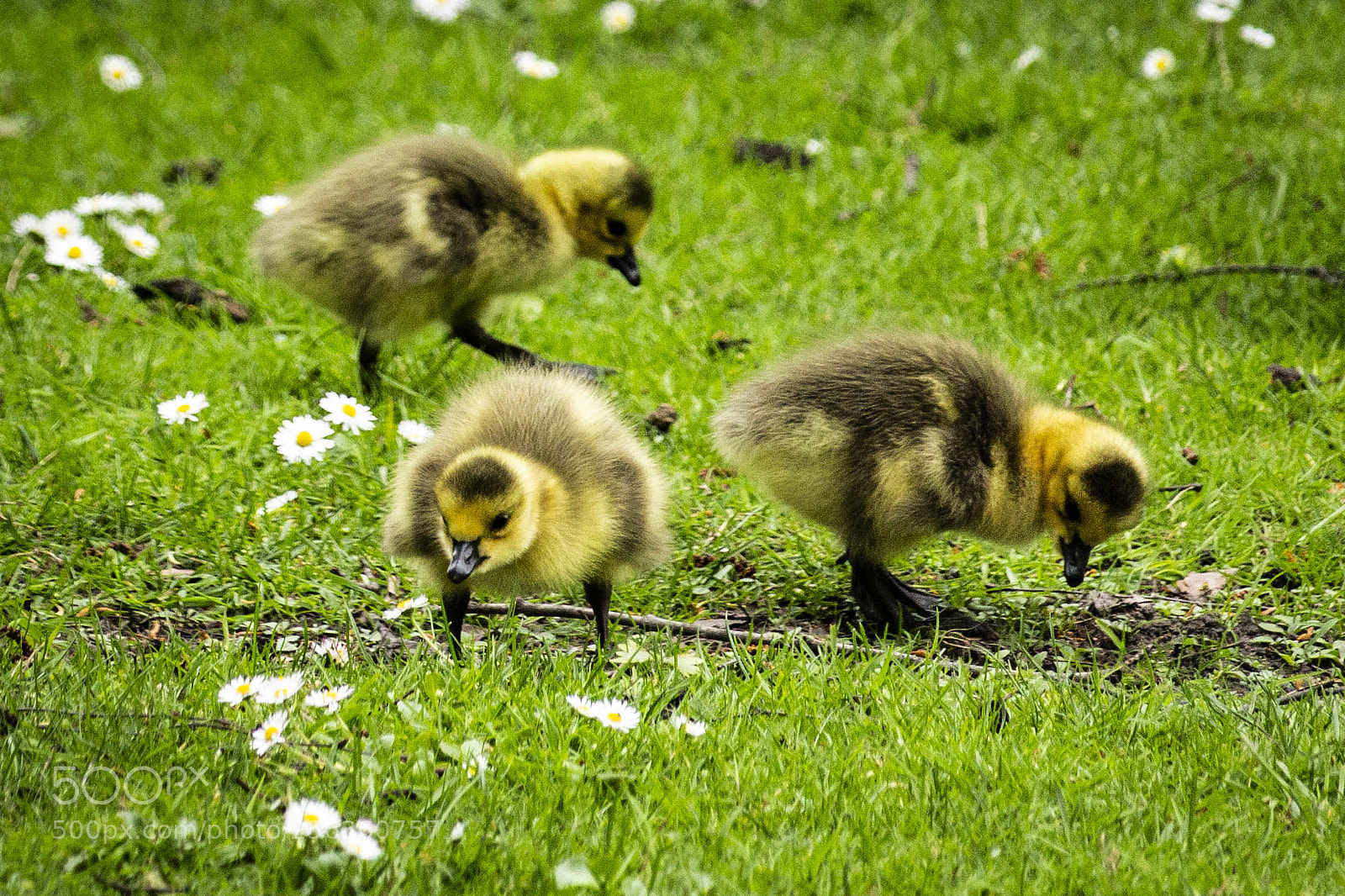 Canon EOS 700D (EOS Rebel T5i / EOS Kiss X7i) sample photo. Goslings photography