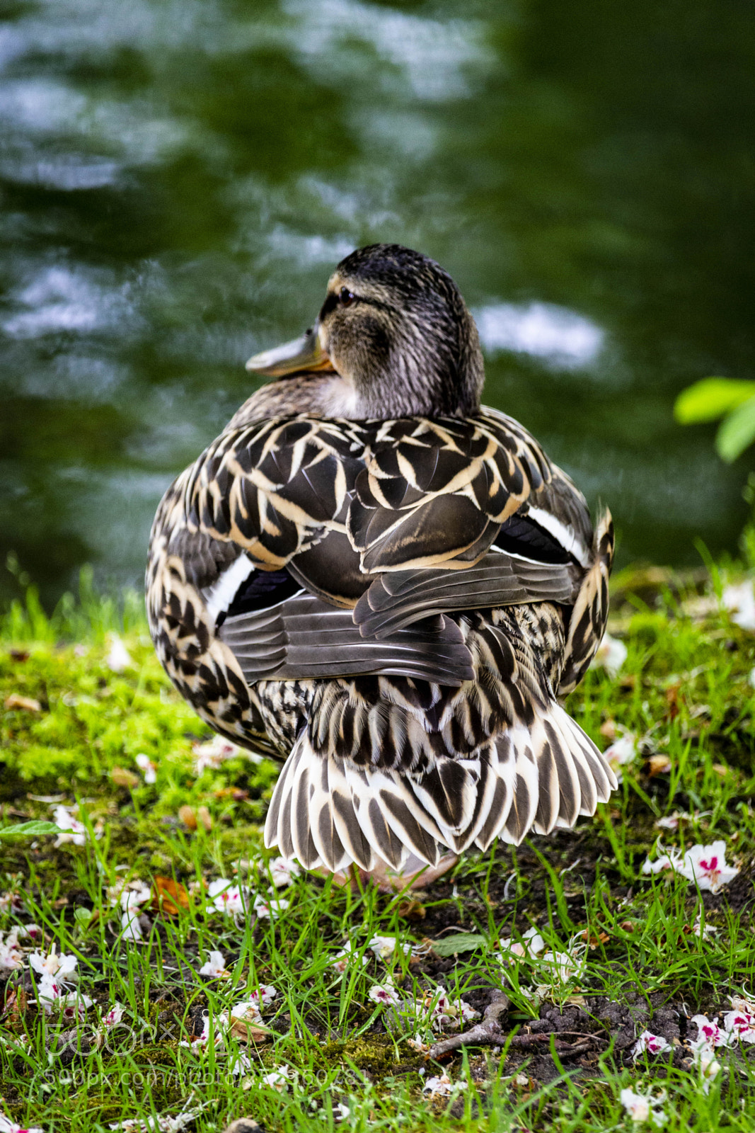 Canon EOS 700D (EOS Rebel T5i / EOS Kiss X7i) sample photo. Mallard photography