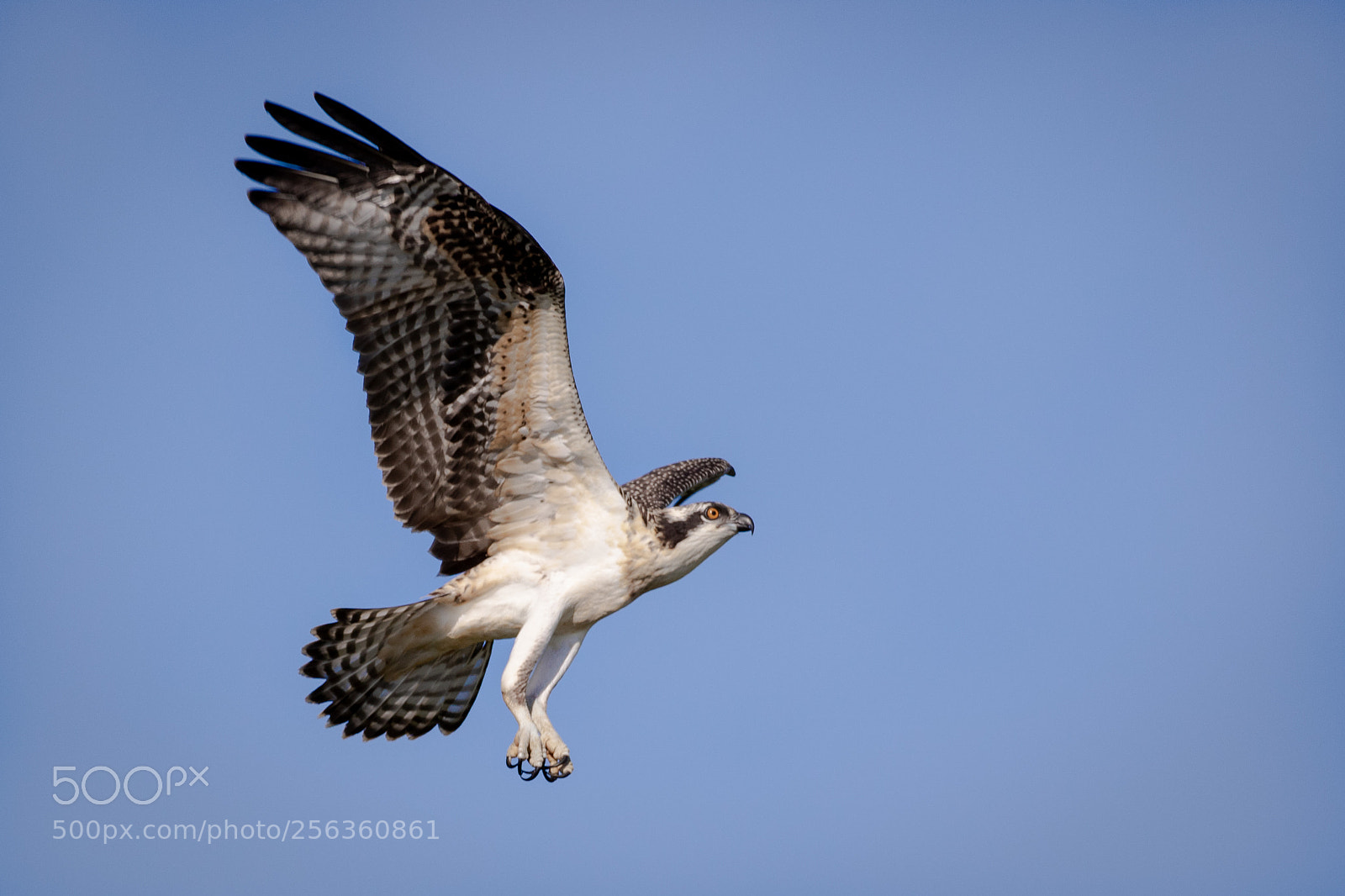 Canon EOS 7D Mark II sample photo. Osprey in flight photography