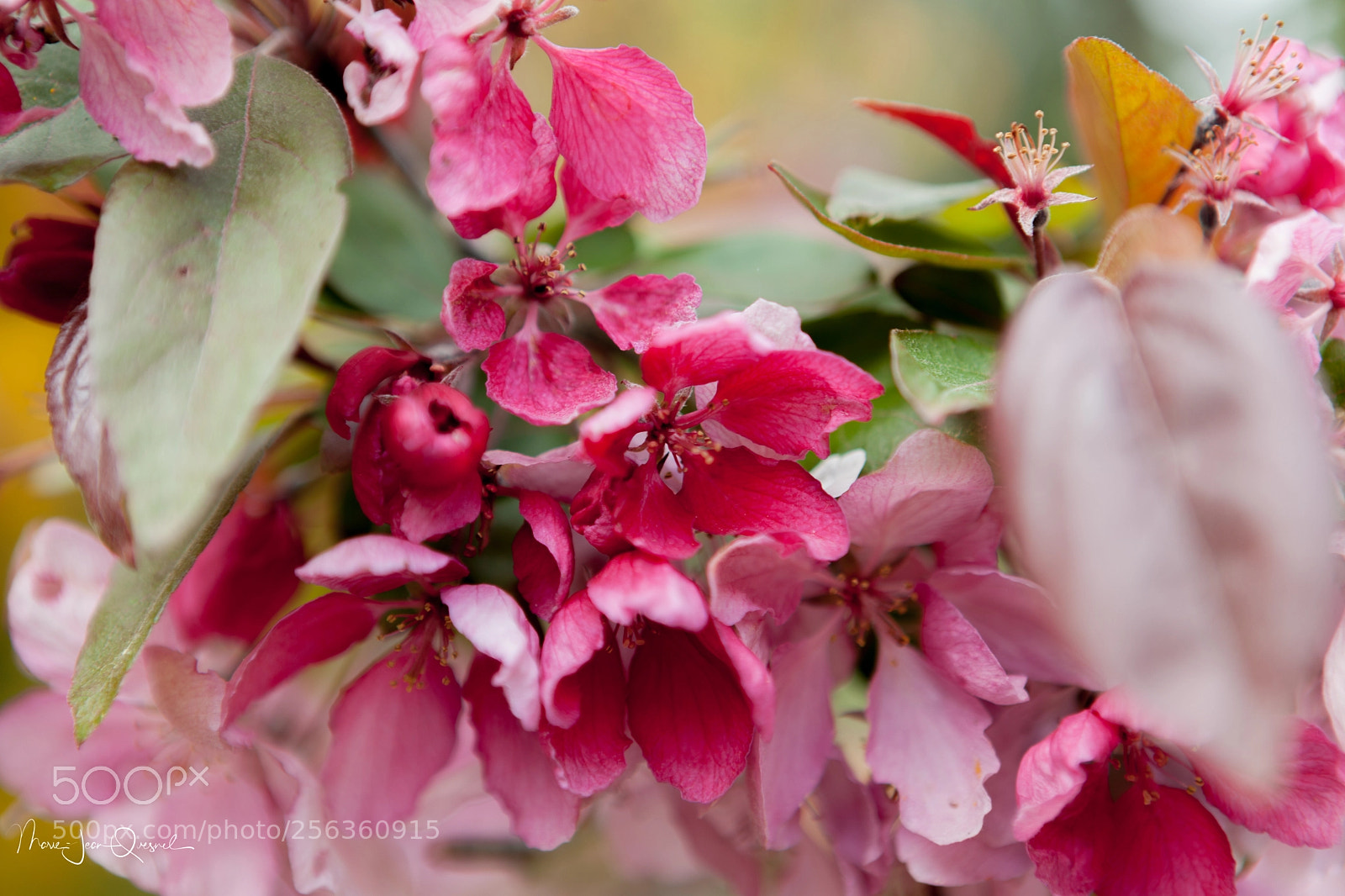 Canon EOS 5D Mark II sample photo. Pommier fleurs photography