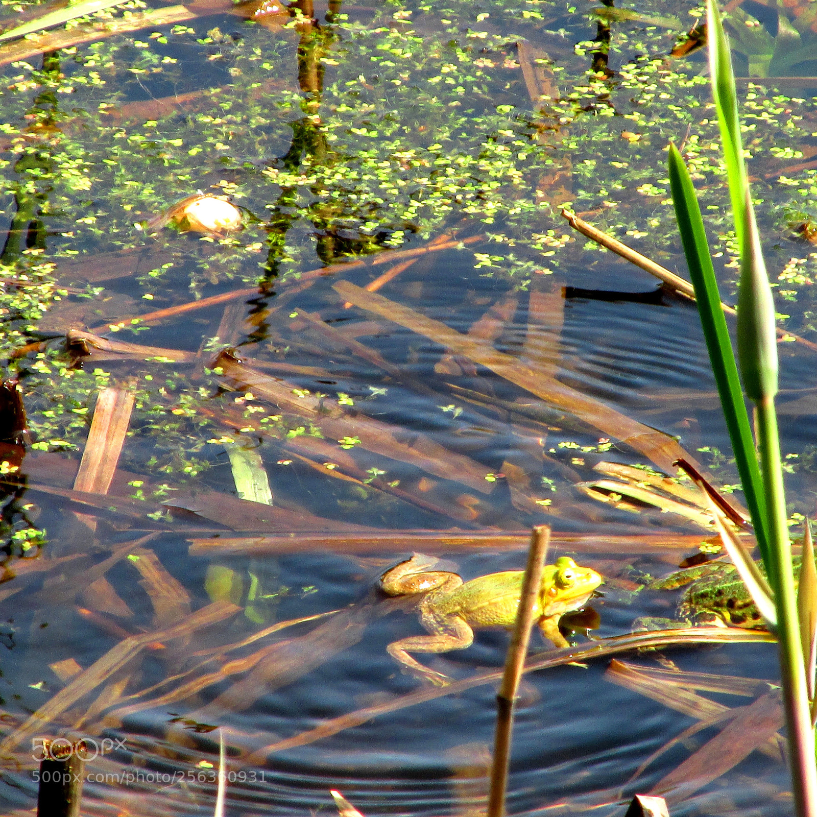 Canon PowerShot SX170 IS sample photo. Frog photography