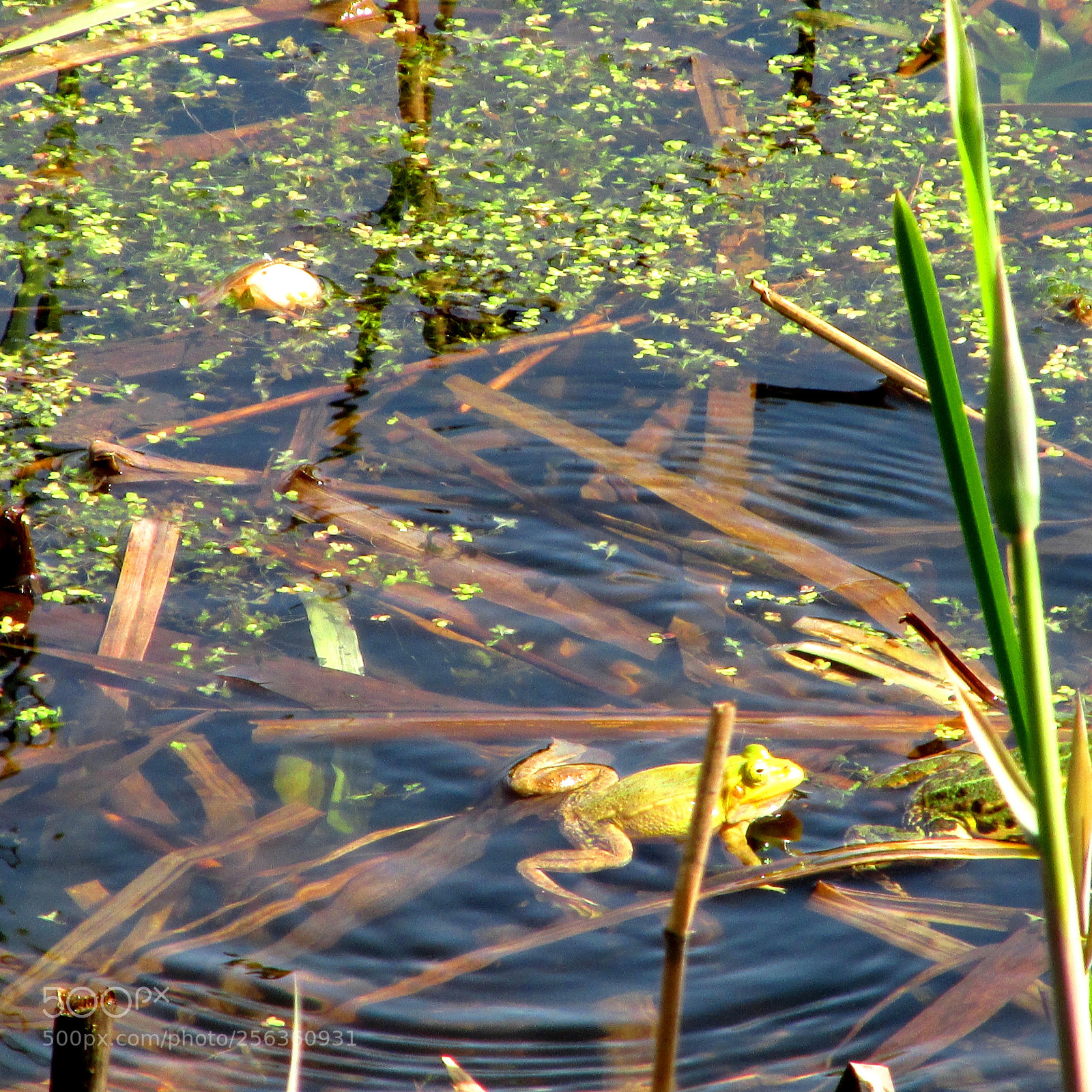 Canon PowerShot SX170 IS sample photo. Frog photography