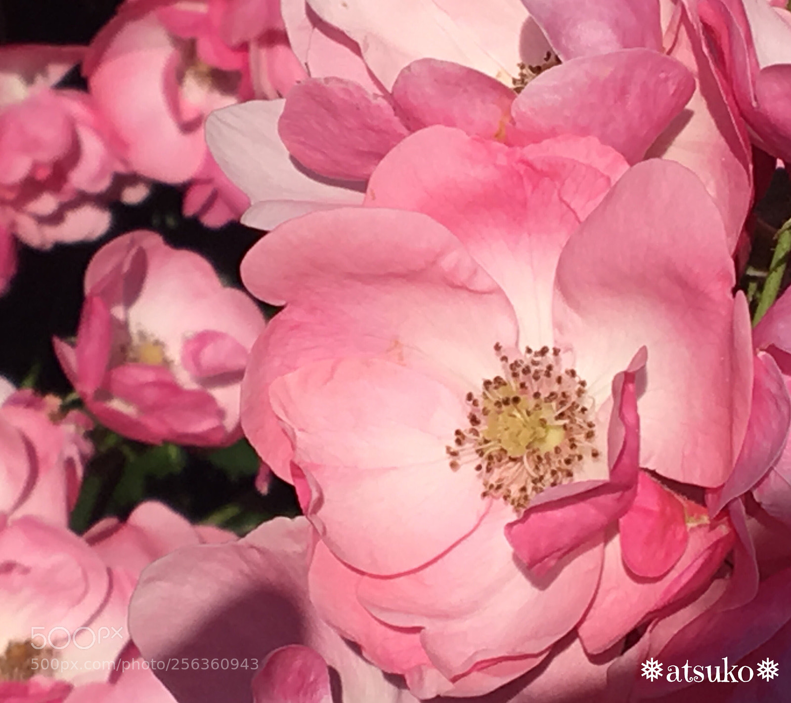 Apple iPhone 6s sample photo. Wild rose photography