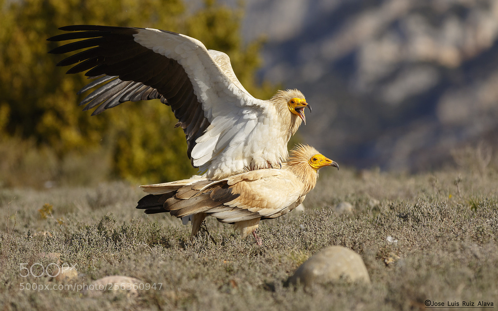 Canon EOS 7D Mark II sample photo. Spring in action.egyptian vulture photography
