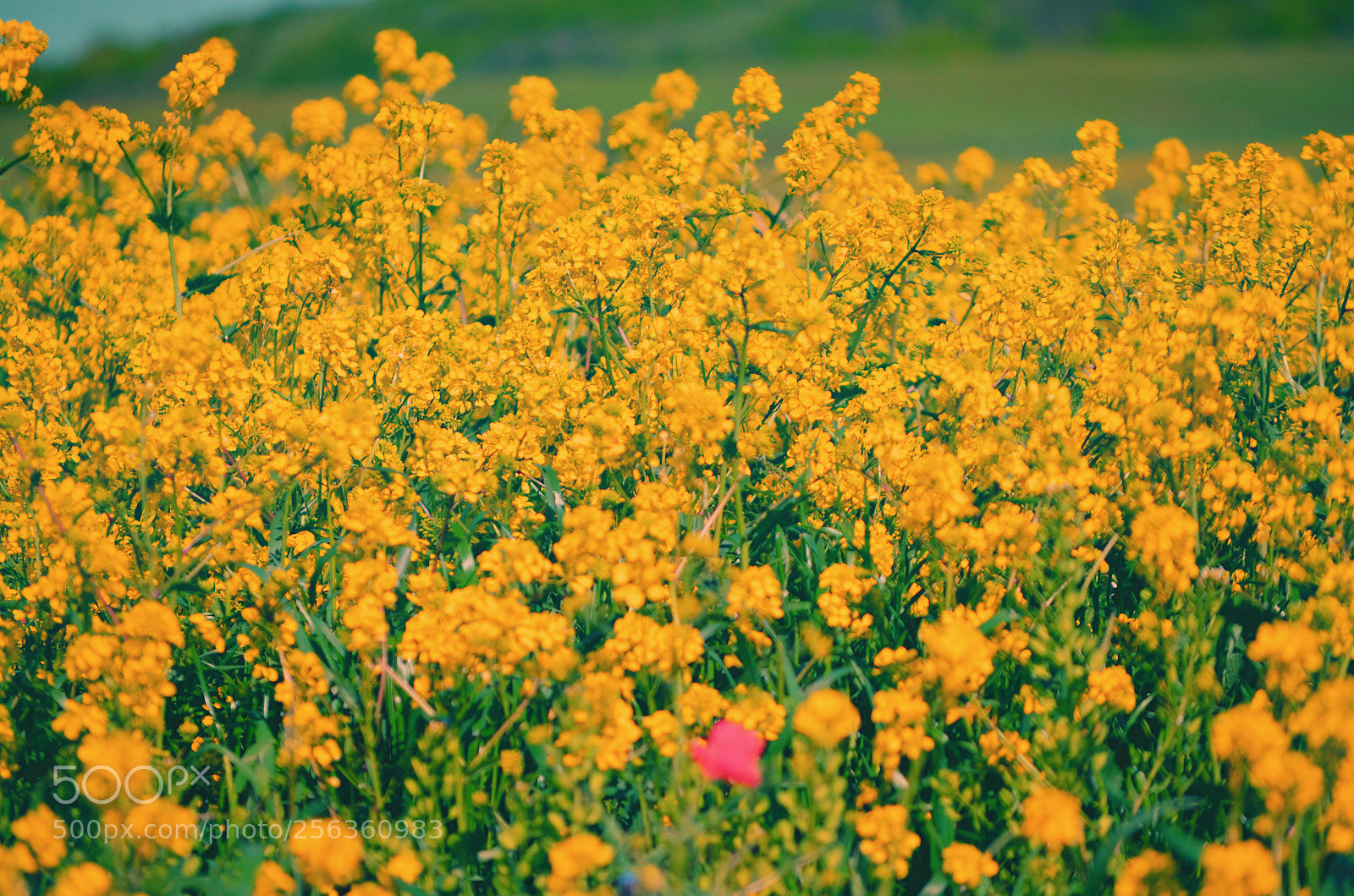 Nikon D5100 sample photo. Yellow photography