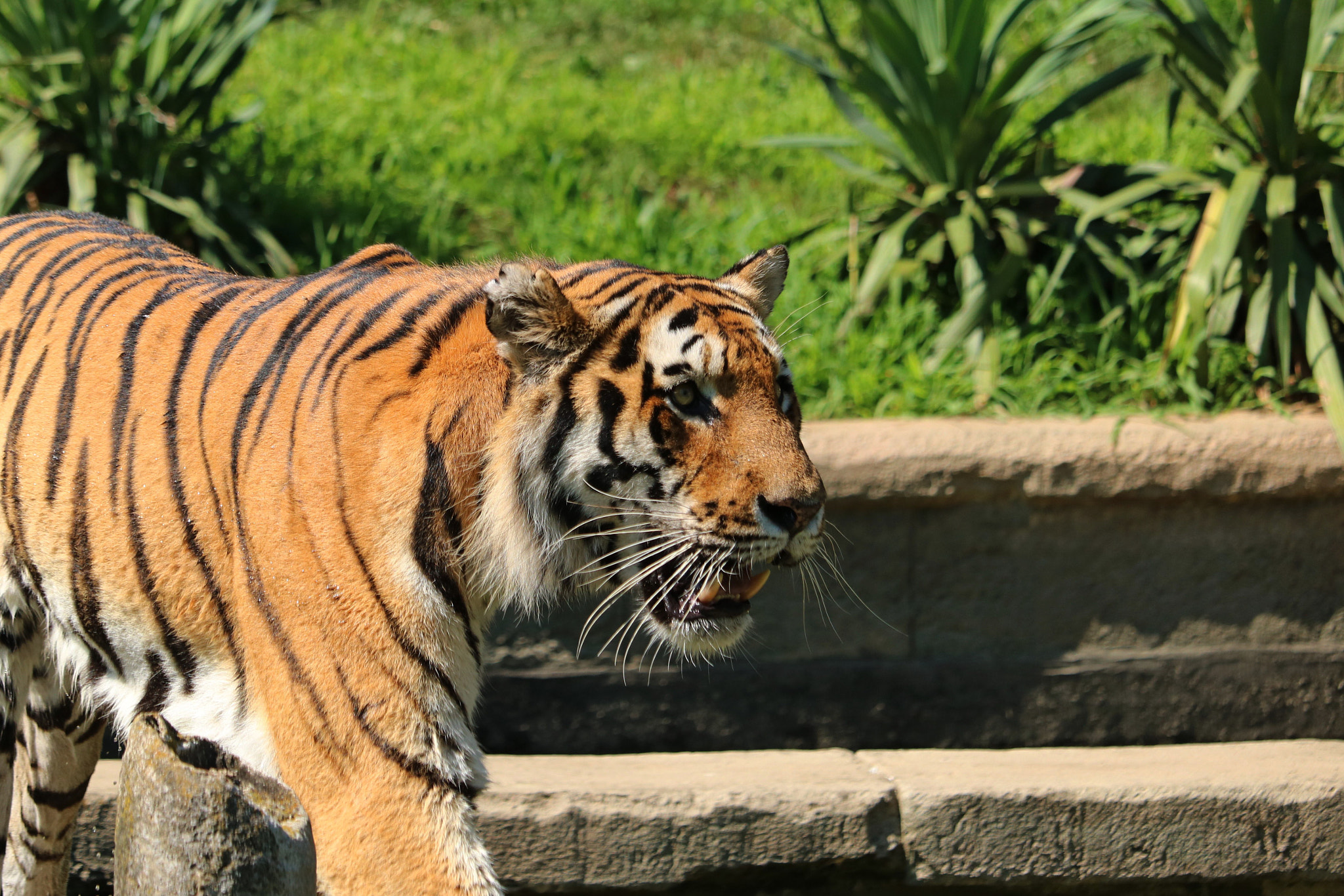 Canon EOS 760D (EOS Rebel T6s / EOS 8000D) + Canon EF-S 55-250mm F4-5.6 IS STM sample photo. Tiger.jpg photography