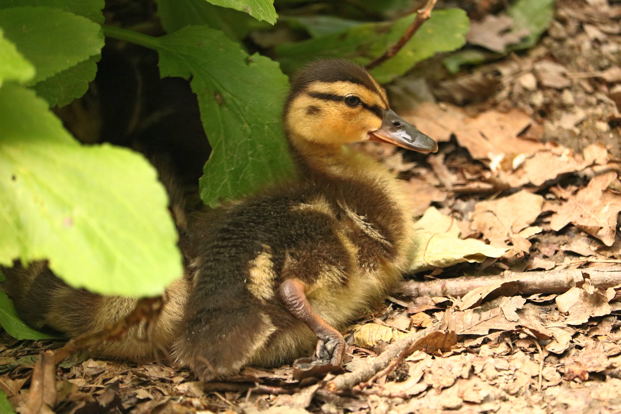 Canon EOS 760D (EOS Rebel T6s / EOS 8000D) + Canon EF-S 55-250mm F4-5.6 IS STM sample photo. The little duck.jpg photography