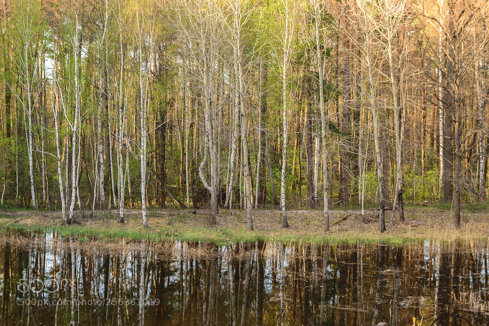 Nikon D5300 sample photo. Усманский бор 17 photography