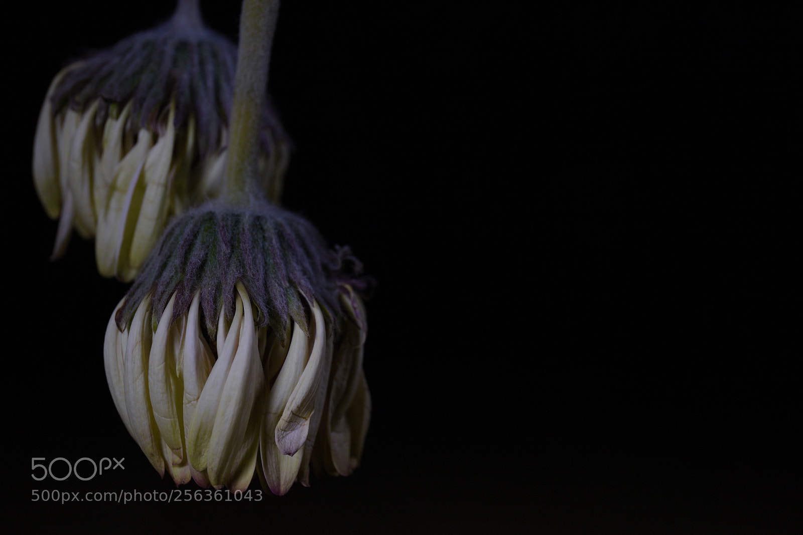 Canon EF 24-70mm F4L IS USM sample photo. Remember me... i photography