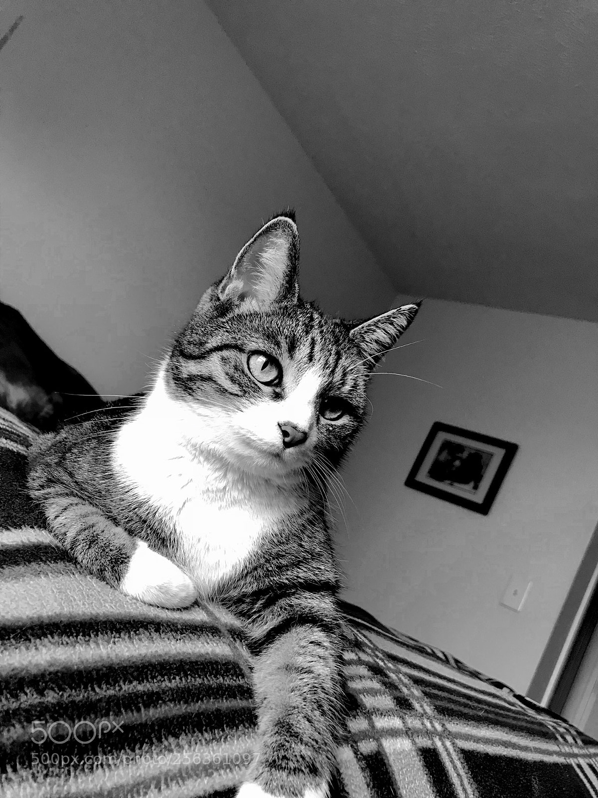 Apple iPhone 7 Plus sample photo. Grace photography