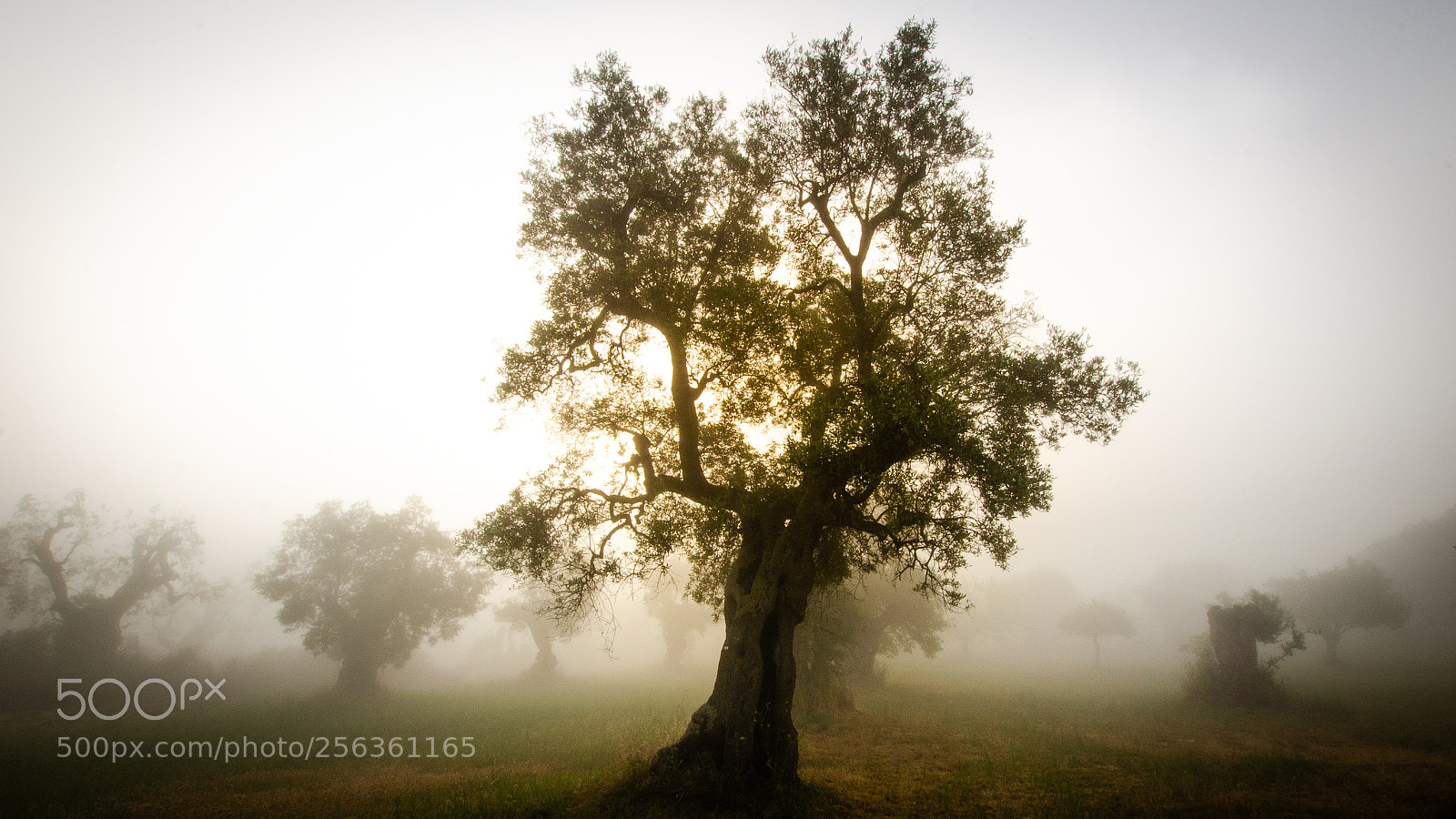 Nikon D5100 sample photo. Mattino nebbioso photography