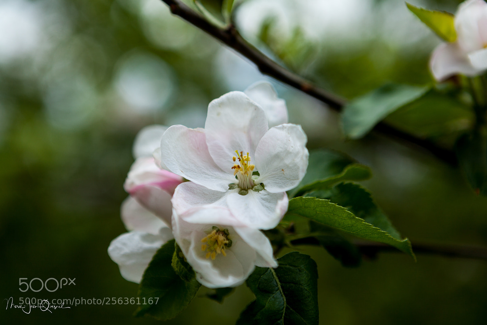 Canon EOS 5D Mark II sample photo. Fleur de pommier de photography