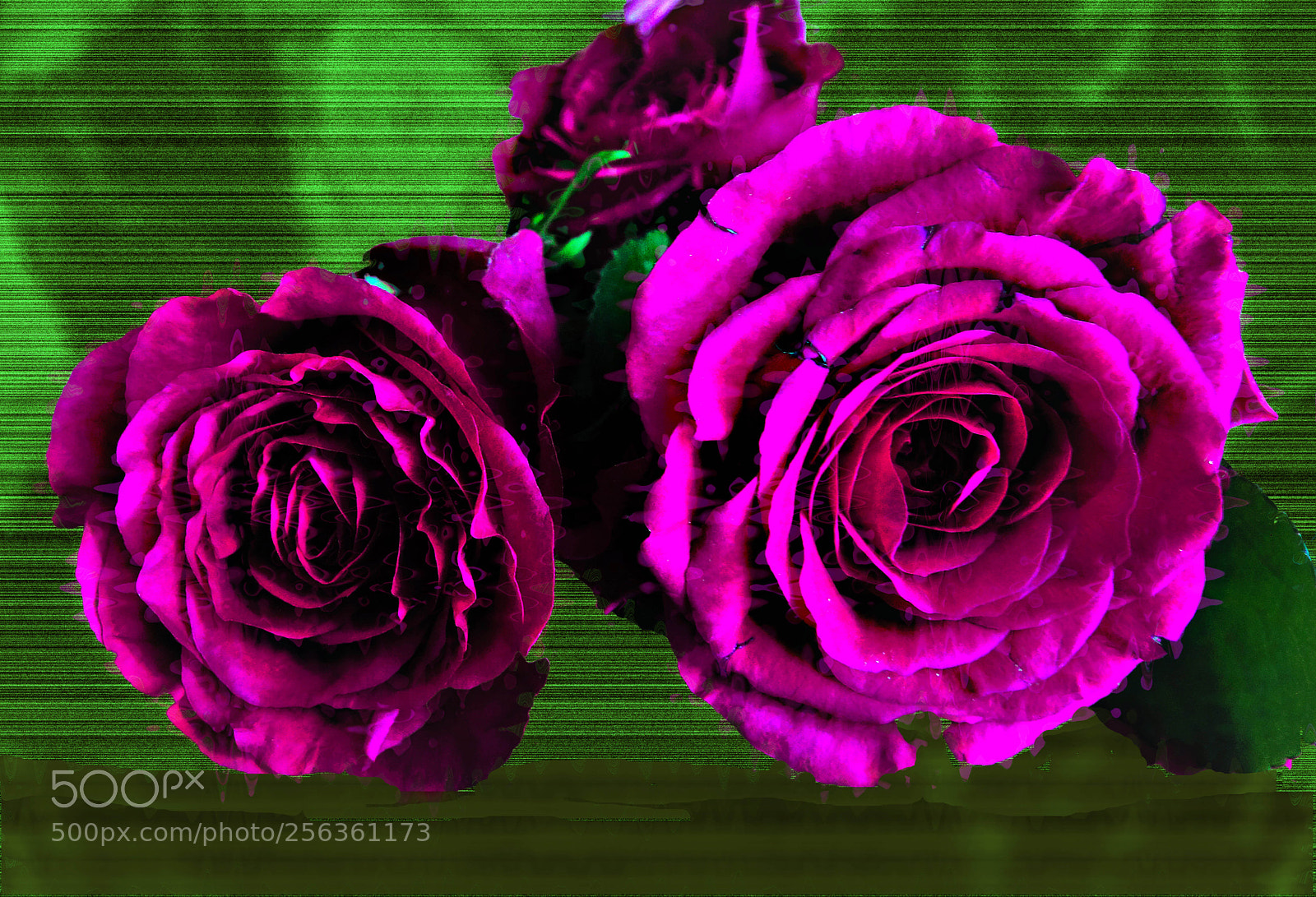 Sony Cyber-shot DSC-RX100 sample photo. Rosa photography