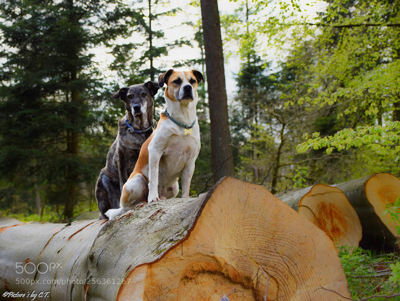 Nikon D3300 sample photo. Meine beiden ;-) photography