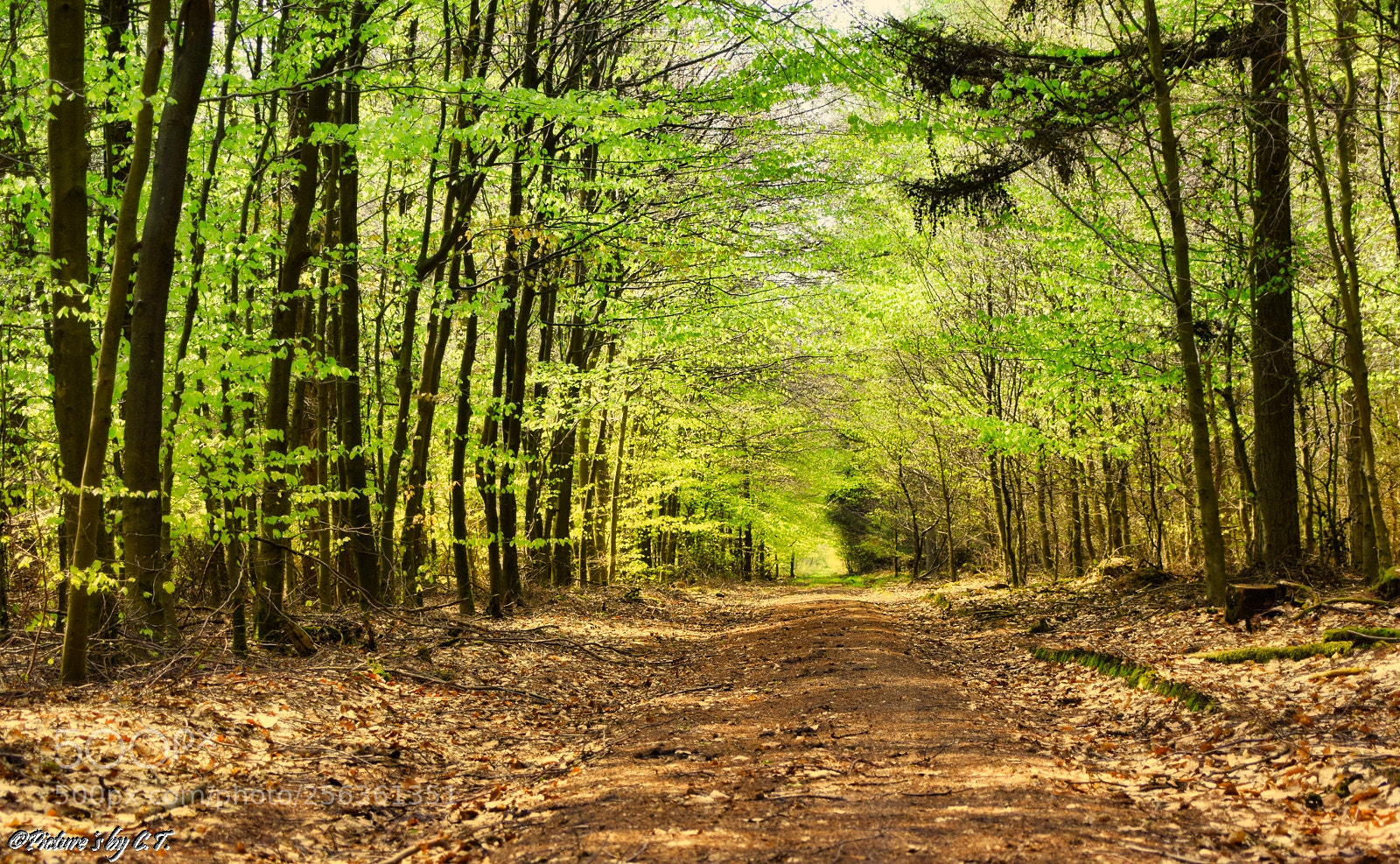 Nikon D3300 sample photo. Sonnenstrahlen im wald photography