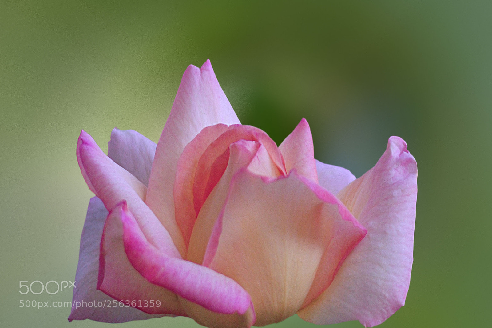 Nikon D7100 sample photo. Untitled photography