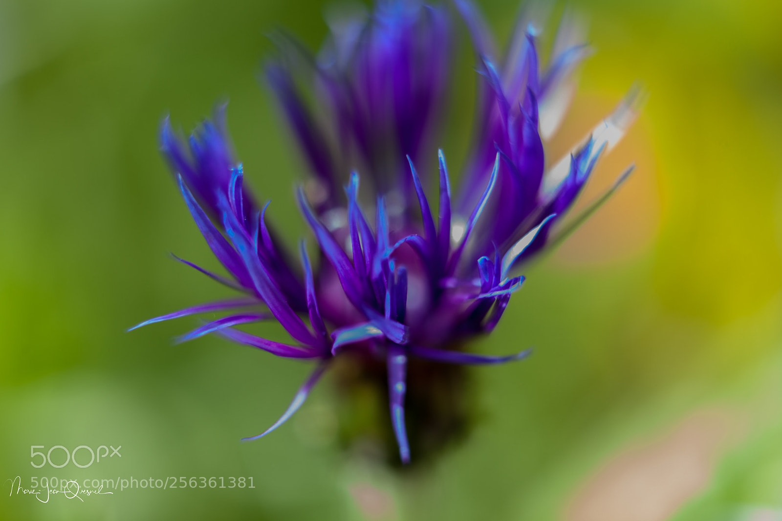 Canon EOS 5D Mark II sample photo. Bleuet 1 photography