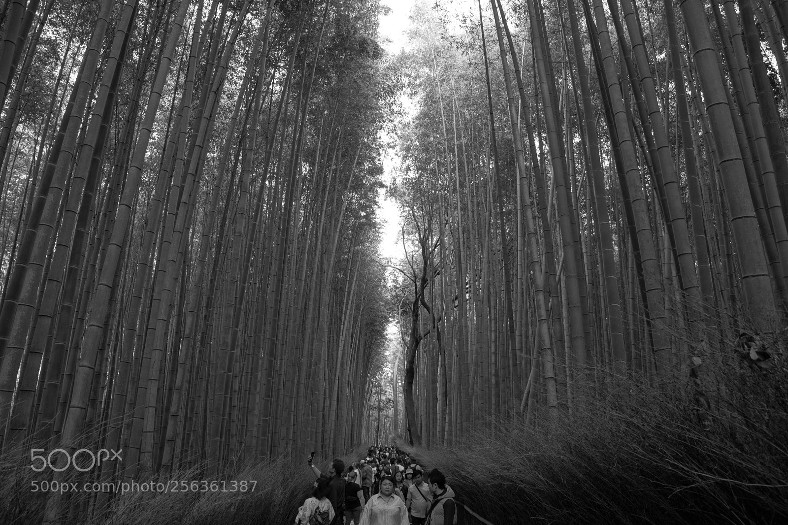 Sony ILCA-77M2 sample photo. Big in japan photography
