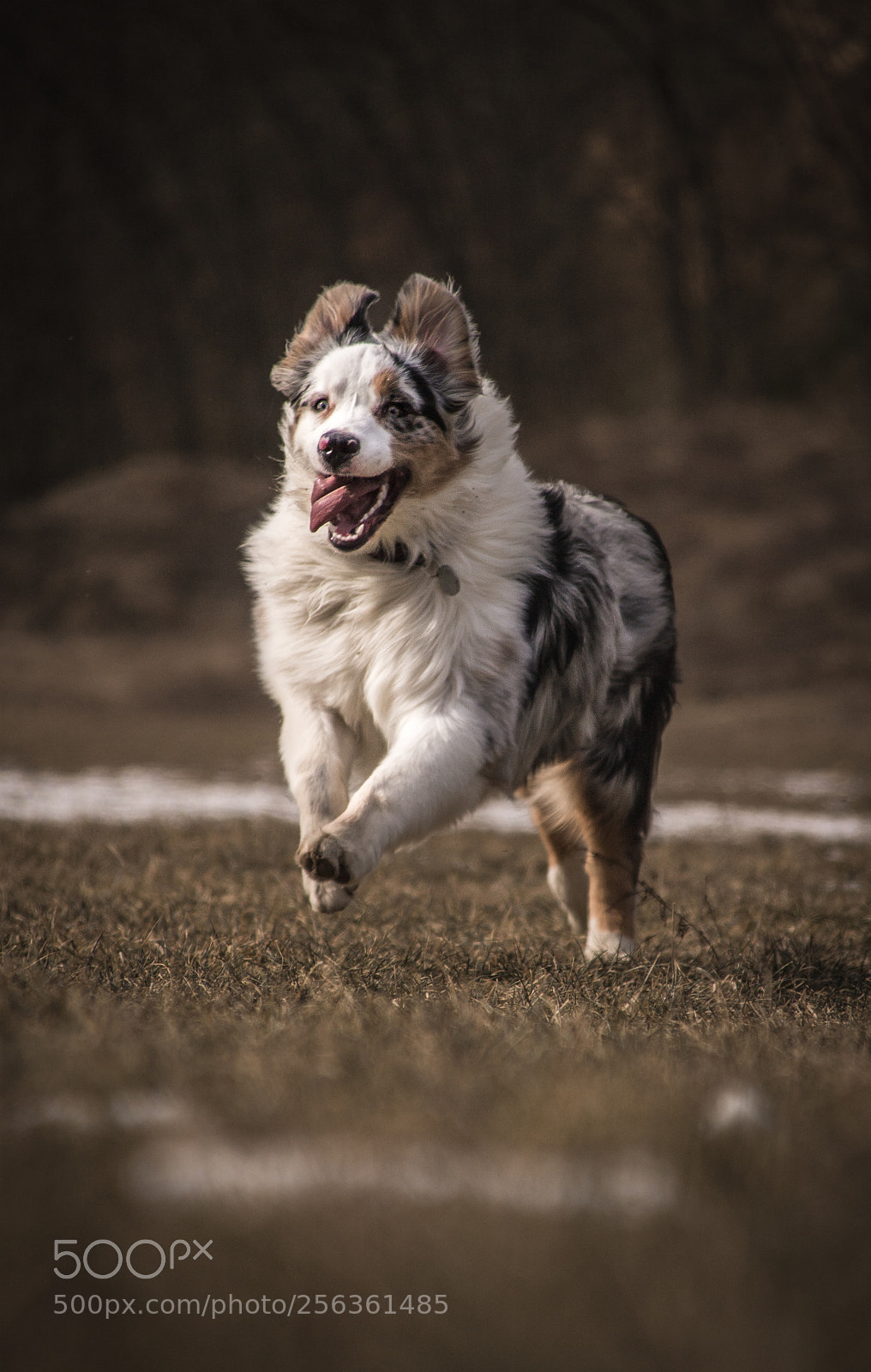 Canon EOS 1100D (EOS Rebel T3 / EOS Kiss X50) sample photo. Suzi - australian shepherd photography