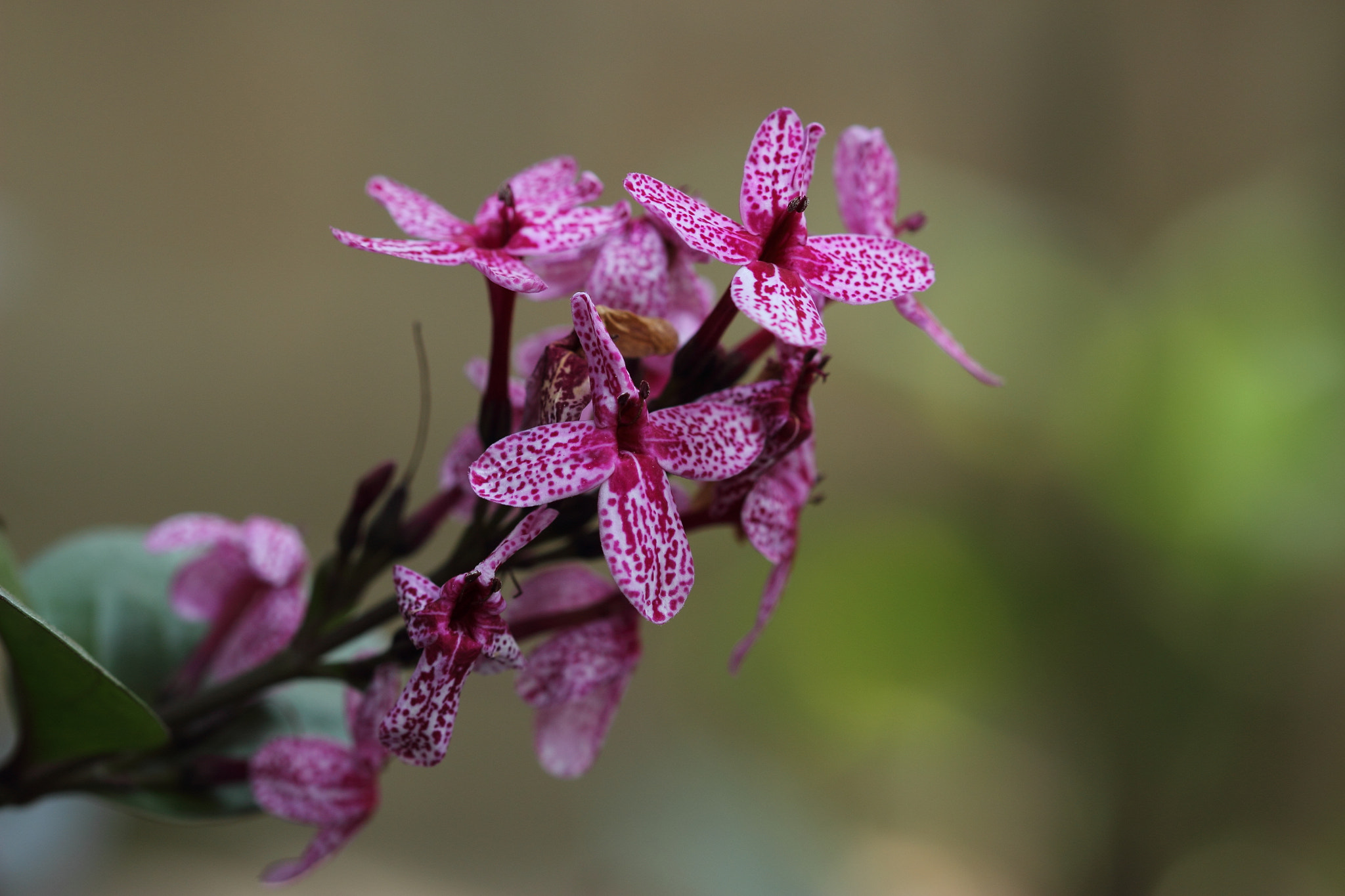 Canon EF 100mm F2.8 Macro USM sample photo. Tiny_beauty photography